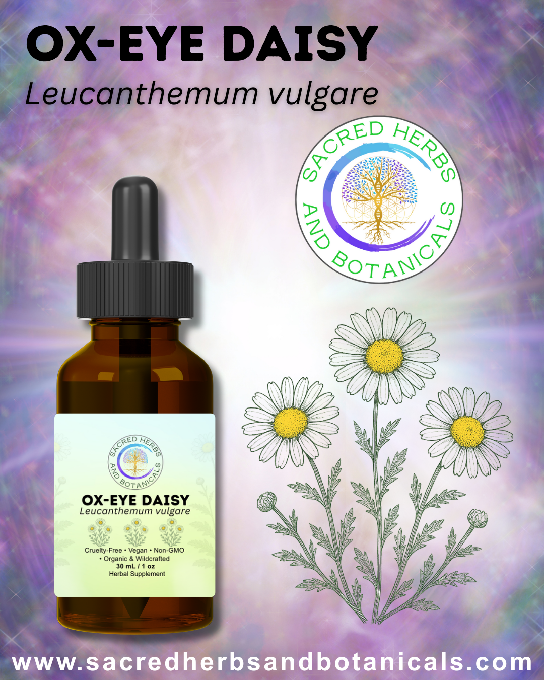 Oxeye Daisy Tincture